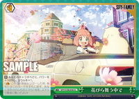 SPY/S106-056 CC 花びら舞う中で